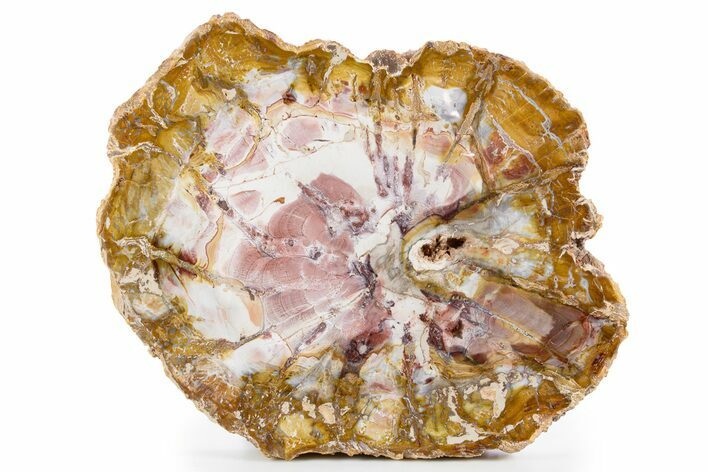 Polished Petrified Wood (Araucaria) Round - Madagascar #341532